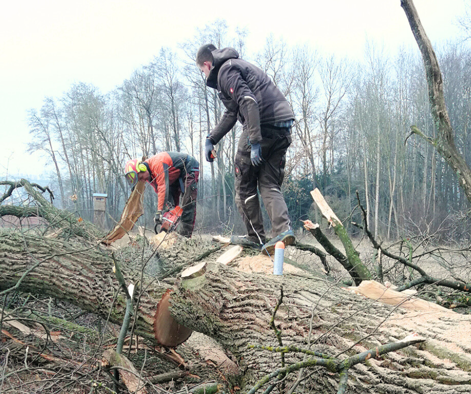 Die Herstellung der Baumscheiben beginnt mit der Holzauswahl im Wald
