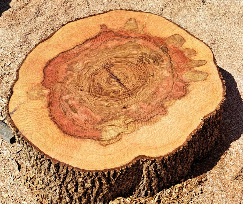 Trend-Holzarten 2024 Platz 2: eine frisch geschnittene Esche mit ca. 140cm Durchmesser