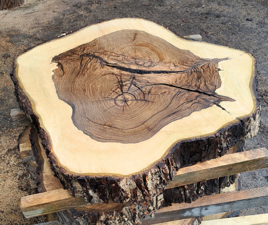 Trend-Holzarten 2024 Platz 3: Frisch geschnittener Nussbaum mit ca. 120cm Durchmesser